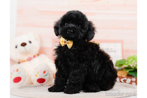 成約済の神奈川県のチワプー:チワワ×トイプードル-311573の1枚目