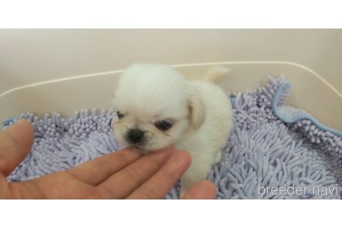 成約済の愛知県のペキニーズ-311579の2枚目