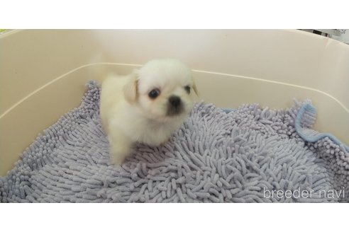 ぺきにーずあいてむシリーズの ベッド　ペキニーズ ぺきにーずあいてむシリーズの ベッドペキニーズ