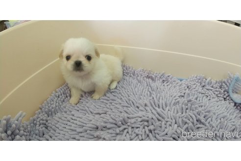 成約済の愛知県のペキニーズ-311579の4枚目