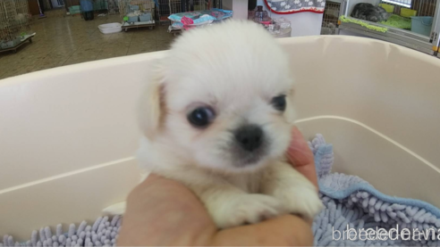 成約済の愛知県のペキニーズ-311579の1枚目