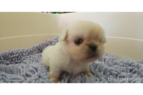 成約済の愛知県のペキニーズ-311581の9枚目