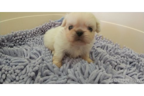 成約済の愛知県のペキニーズ-311581の10枚目