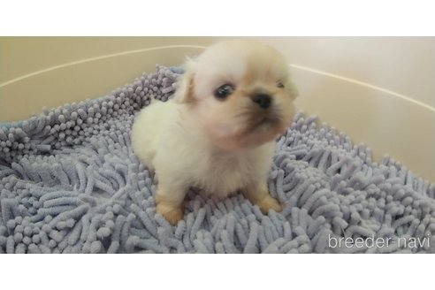 成約済の愛知県のペキニーズ-311581の11枚目