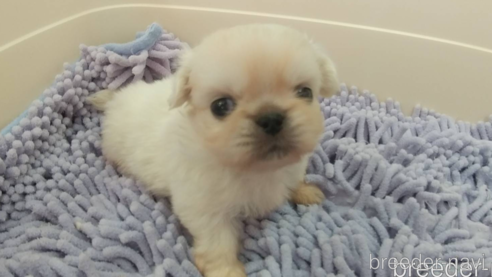 成約済の愛知県のペキニーズ-311581の8枚目