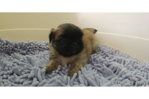 成約済の愛知県のペキニーズ-311583の8枚目