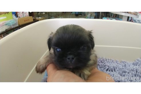 成約済の愛知県のペキニーズ-311583の9枚目