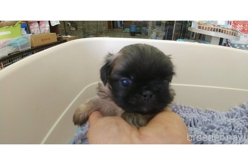 成約済の愛知県のペキニーズ-311583の11枚目