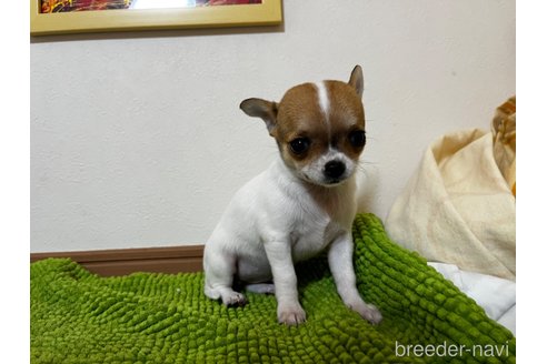 成約済の千葉県のチワワ(スムースコート)-311593の4枚目