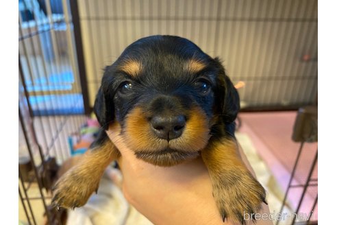 商談中の神奈川県のカニンヘンダックスフンド(ロングヘアード)-310138の4枚目