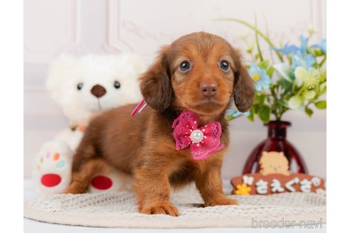 成約済の神奈川県のカニンヘンダックスフンド(ロングヘアード)-311601の9枚目