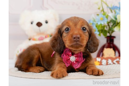 成約済の神奈川県のカニンヘンダックスフンド(ロングヘアード)-311601の3枚目