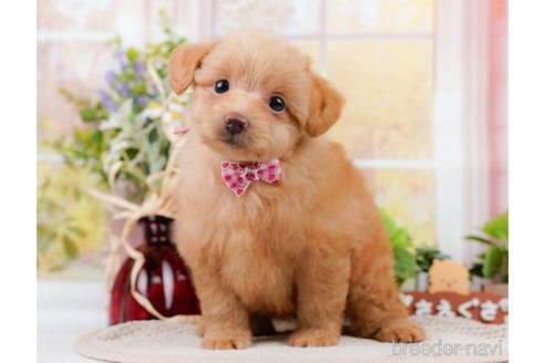 成約済の神奈川県のポメプー:ポメラニアン×トイプードル-311609の11枚目