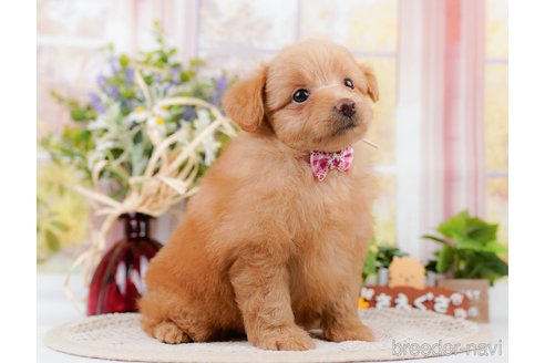 成約済の神奈川県のポメプー:ポメラニアン×トイプードル-311609の12枚目