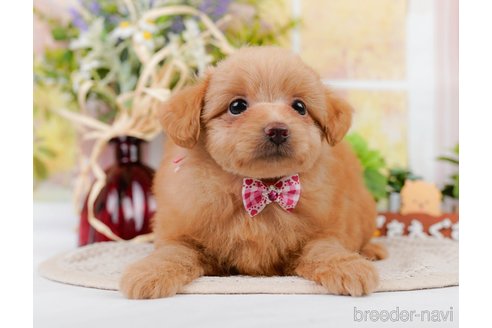 成約済の神奈川県のポメプー:ポメラニアン×トイプードル-311609の13枚目