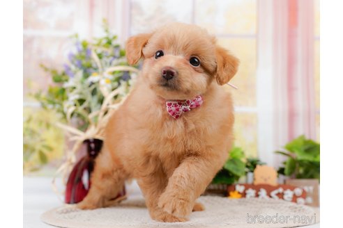 成約済の神奈川県のポメプー:ポメラニアン×トイプードル-311609の14枚目