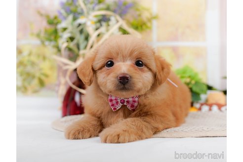 成約済の神奈川県のポメプー:ポメラニアン×トイプードル-311609の15枚目