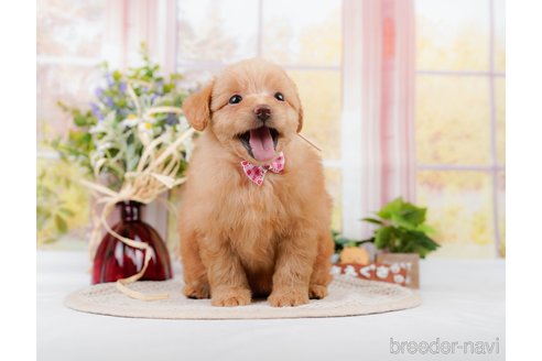 成約済の神奈川県のポメプー:ポメラニアン×トイプードル-311609の8枚目