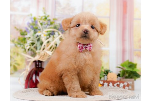 成約済の神奈川県のポメプー:ポメラニアン×トイプードル-311609の7枚目