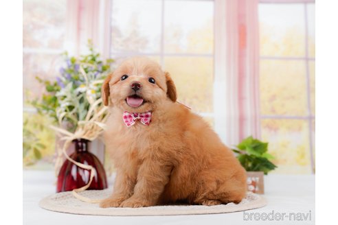 成約済の神奈川県のポメプー:ポメラニアン×トイプードル-311609の10枚目