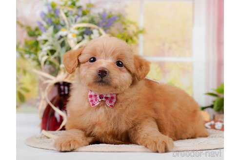 成約済の神奈川県のポメプー:ポメラニアン×トイプードル-311609の3枚目