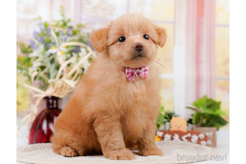 成約済の神奈川県のポメプー:ポメラニアン×トイプードル-311609の4枚目