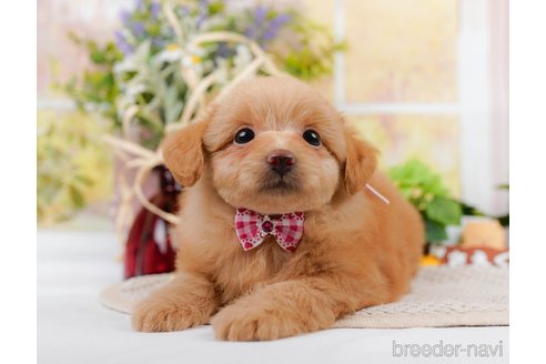 成約済の神奈川県のポメプー:ポメラニアン×トイプードル-311609