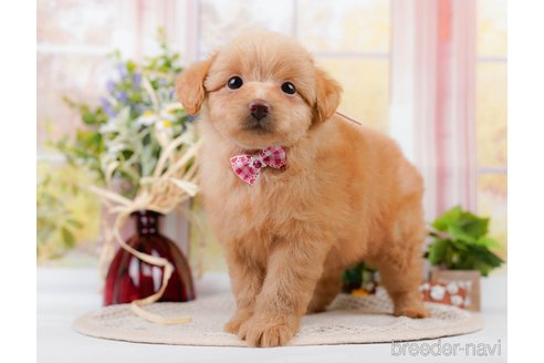 成約済の神奈川県のポメプー:ポメラニアン×トイプードル-311609の5枚目