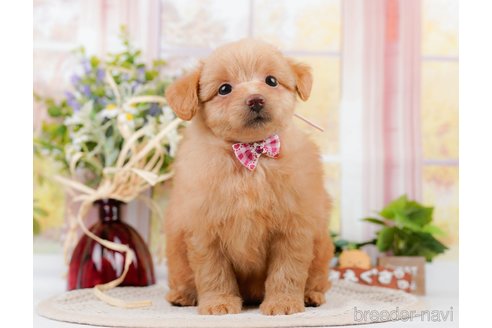 成約済の神奈川県のポメプー:ポメラニアン×トイプードル-311609の6枚目