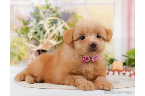 成約済の神奈川県のポメプー:ポメラニアン×トイプードル-311609の2枚目