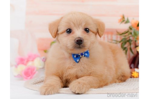 成約済の神奈川県のポメプー:ポメラニアン×トイプードル-311610の13枚目