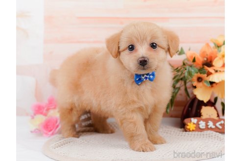 成約済の神奈川県のポメプー:ポメラニアン×トイプードル-311610の14枚目