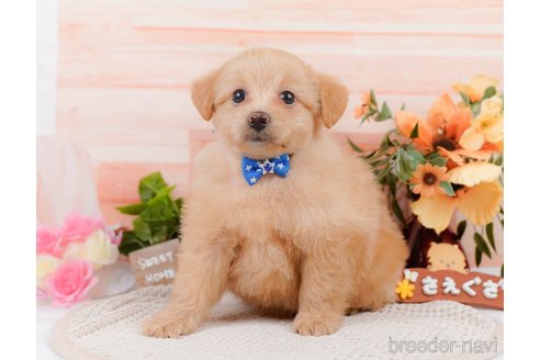 成約済の神奈川県のポメプー:ポメラニアン×トイプードル-311610の15枚目