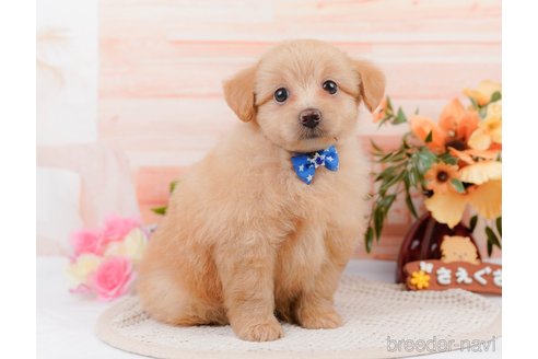 成約済の神奈川県のポメプー:ポメラニアン×トイプードル-311610の16枚目