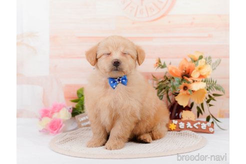 成約済の神奈川県のポメプー:ポメラニアン×トイプードル-311610の7枚目