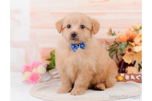 成約済の神奈川県のポメプー:ポメラニアン×トイプードル-311610の8枚目