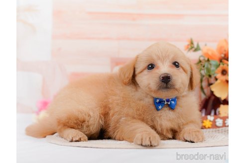 成約済の神奈川県のポメプー:ポメラニアン×トイプードル-311610の9枚目