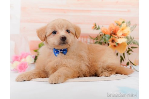 成約済の神奈川県のポメプー:ポメラニアン×トイプードル-311610の10枚目