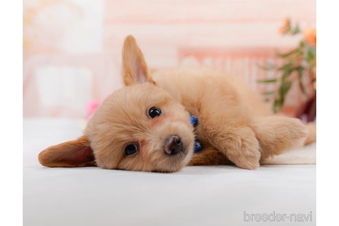 成約済の神奈川県のポメプー:ポメラニアン×トイプードル-311610の11枚目