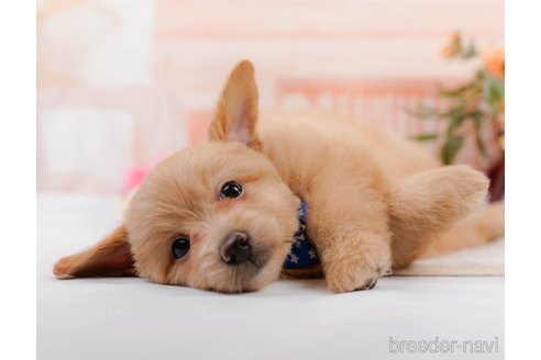 成約済の神奈川県のポメプー:ポメラニアン×トイプードル-311610の12枚目