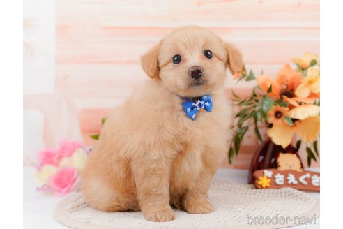 成約済の神奈川県のポメプー:ポメラニアン×トイプードル-311610の3枚目