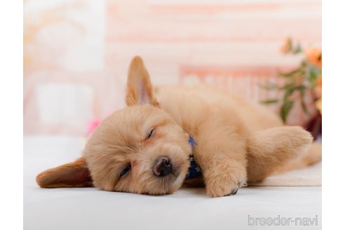 成約済の神奈川県のポメプー:ポメラニアン×トイプードル-311610の4枚目