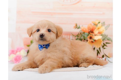 成約済の神奈川県のポメプー:ポメラニアン×トイプードル-311610の5枚目