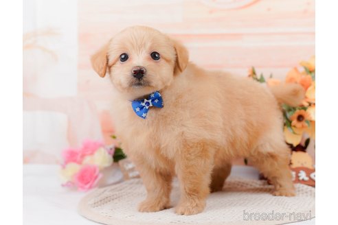 成約済の神奈川県のポメプー:ポメラニアン×トイプードル-311610の6枚目