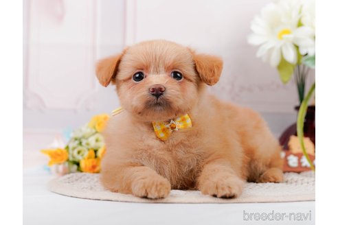 成約済の神奈川県のポメプー:ポメラニアン×トイプードル-311612の1枚目