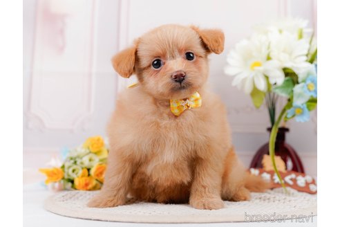 成約済の神奈川県のポメプー:ポメラニアン×トイプードル-311612の8枚目