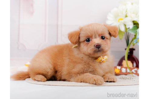 成約済の神奈川県のポメプー:ポメラニアン×トイプードル-311612の9枚目