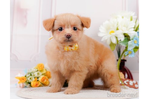 成約済の神奈川県のポメプー:ポメラニアン×トイプードル-311612の11枚目