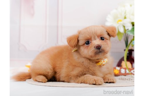 成約済の神奈川県のポメプー:ポメラニアン×トイプードル-311612の12枚目