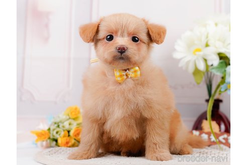 成約済の神奈川県のポメプー:ポメラニアン×トイプードル-311612の3枚目